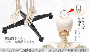 Amazon.co.jp: 等身大 人体模型 170cm 神経根有り 全身骨格模型 骨格